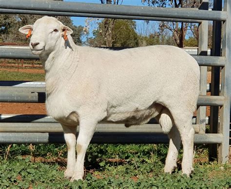 The most popular meat breeds in the U. . Australian white sheep characteristics